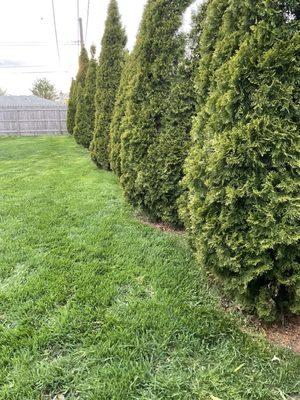 Allison's Landscaping & Lawn Care