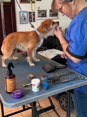 Ruff Cuts Dog Grooming