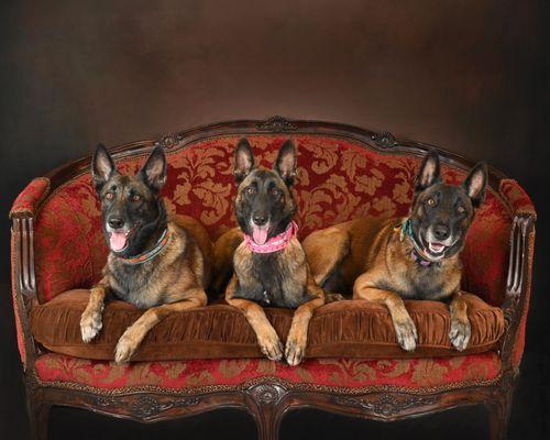 Red Dirt Malinois