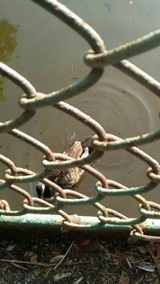 Hewlett Bay Park Inc Village of