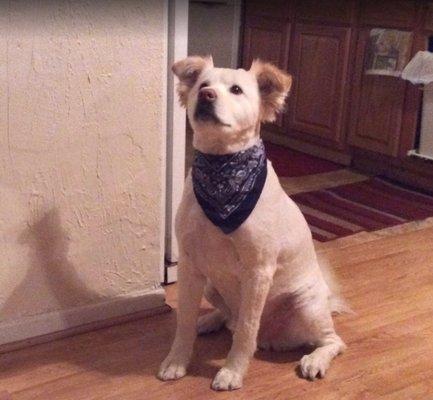 Denver, one of the owner's dogs.