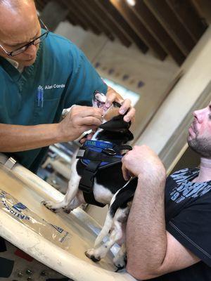 Professional Dog Care By Servet