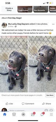 My Lucky Dog Daycare