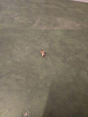 Another view of cricket