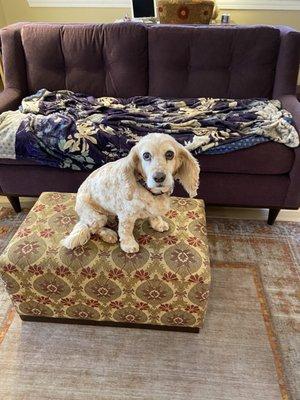 Northside Pet Services