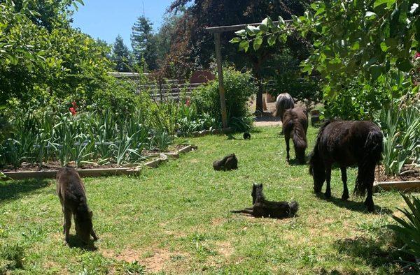 California Haflingers