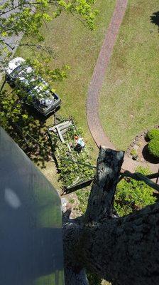 A1 Tree Service & Landscaping