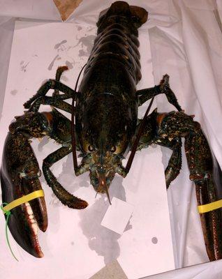 A nice one! 3.7 pounds. Happy New Year! Safe travels! Large lobster tank with all sizes.