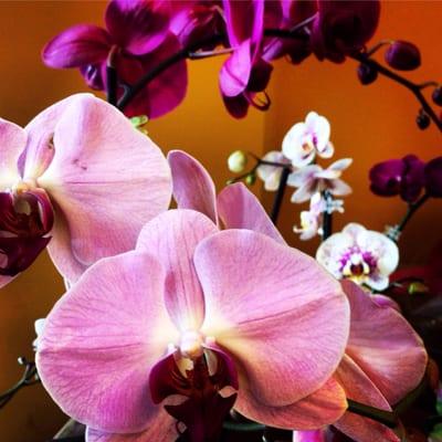 Sean St John's Design Studio