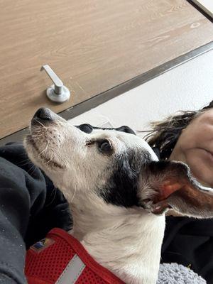 Perris Animal Hospital