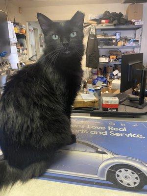 Montz Auto Renditions