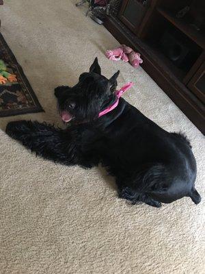 Audora Nique The Giant Schnauzer