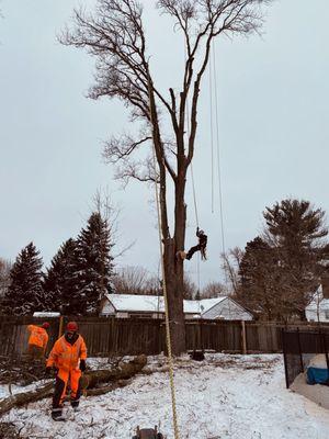 Drew's Tree Service