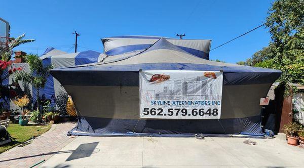 Skyline Xterminators Inc