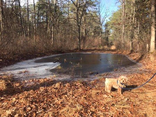 Bunker Hill Bogs Recreation Area