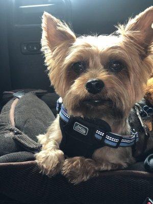 Toby's fresh cut. He is always calm and happy with he comes and leaves.