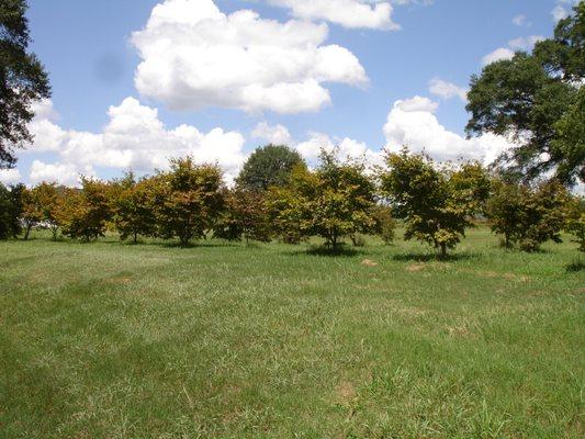 Field grown Japanese maples