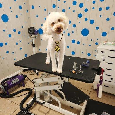 A Pups Dream Dog Grooming