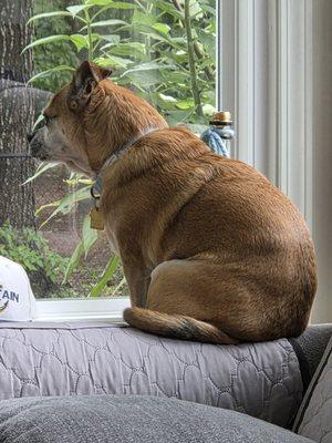 Shampooch A Doggie Day Spa