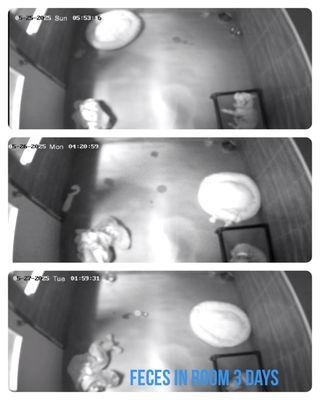 Brandon Puppy Palace