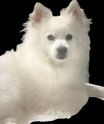 The White Pom Realty