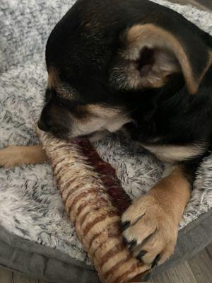 Bear with his new favorite treat!