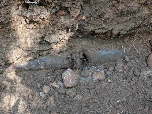 Root intrusion broke pipe Lakewood,CO