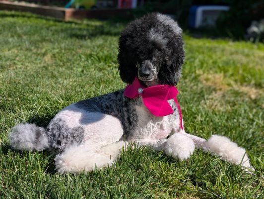 Happy Dogs Grooming Van Nuys