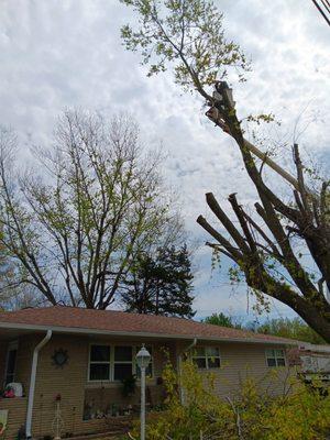 A&J Tree Service
