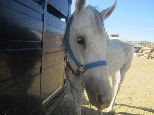 Just Horsin' Around Horse Camp