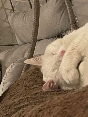 Central Veterinary Hospital