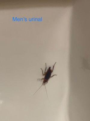 Countess De Hoernle Park