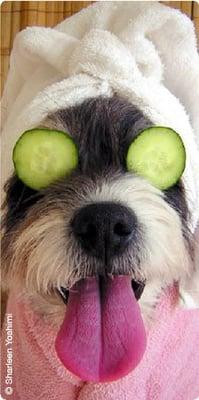 Posh Pets