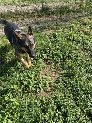 Pet Palace Resort & Spa, Inc.