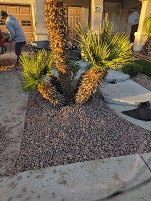 DLandscaping Services