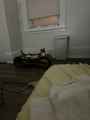 Broad Street Animal Hospital