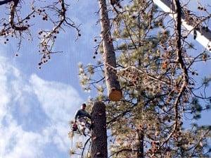 High Sierra Tree Service