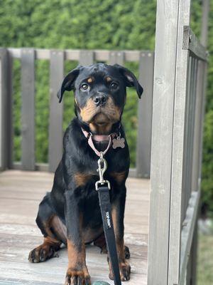 Everyday K9 Solutions