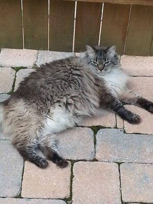 Erin's Pet Adventure, LLC.