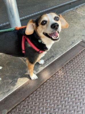 Oh To Be A Dog - New York