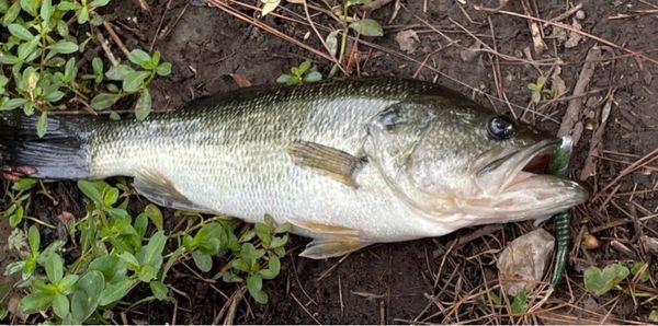 Haddrell's Point Tackle & Supply