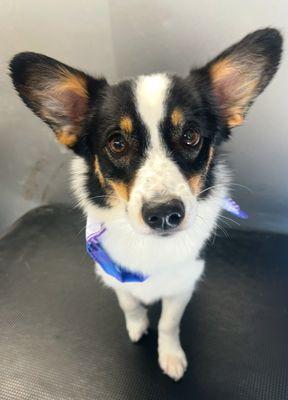 Scruffy 2 Fluffy Mobile Pet Grooming