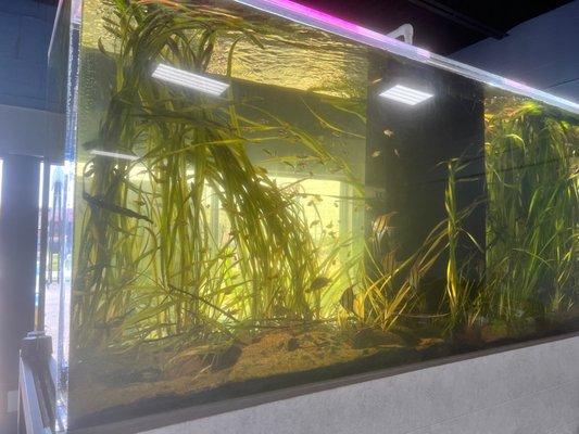 Finspiration Aquatics