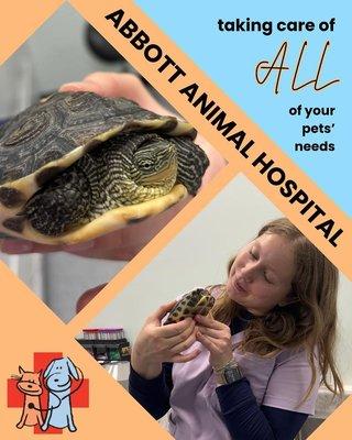 Abbott Animal Hospital