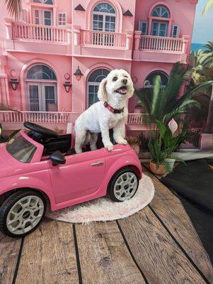 Passion 4 Pooches Pet Spa