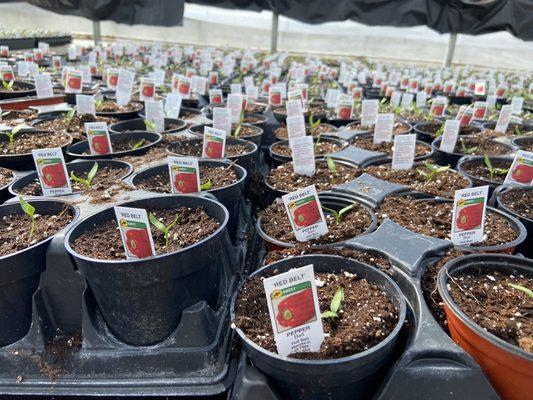 Cooper’s Greenhouse