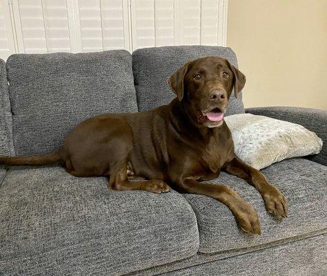 Pet Sitters Unlimited