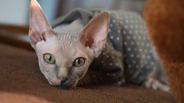 Woof Woof Pet Services