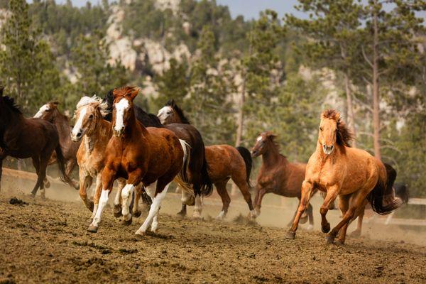 Sundance Trail Ranch horses running in the paddock. Photo by Steve Glass.