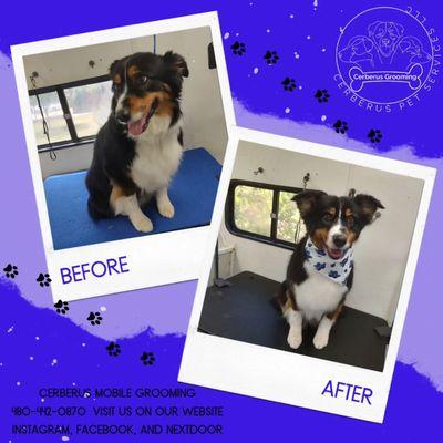 Cerberus Pet Services